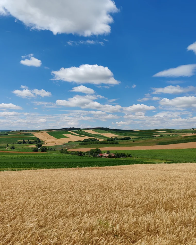 Peisaj rural cu lanuri aurii de grâu în prim-plan, câmpuri verzi și maro în depărtare, sub un cer albastru intens presărat cu nori albi pufoși